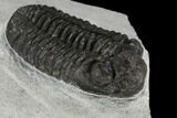 Adrisiops Weugi Trilobite - Recently Described Phacopid #115230-1